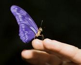 purple butterly on fingers